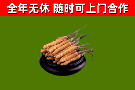 晋宁烟酒回收冬虫夏草.jpg