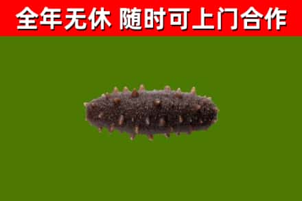 晋宁回收海参干